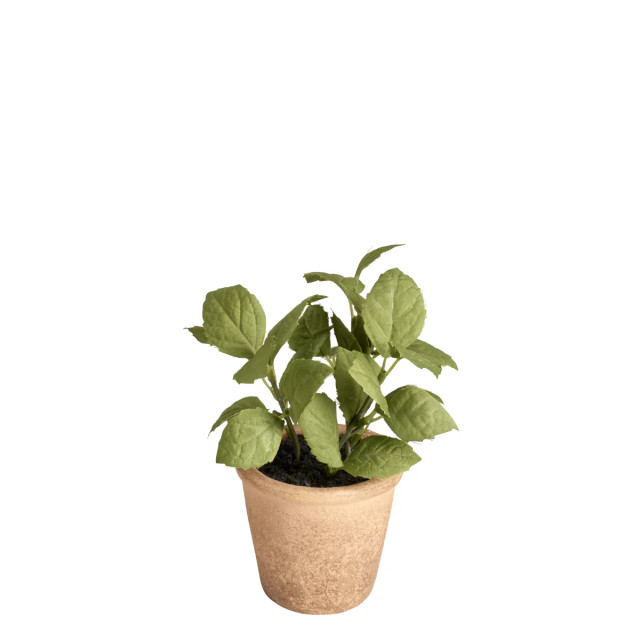 Sia Deco Basilicum in aardewerk effectpot, groen h14 2974293 large