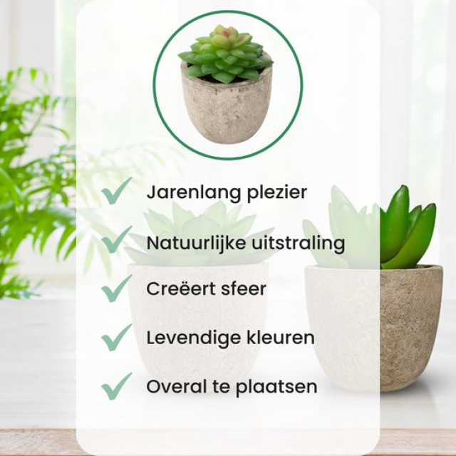 GreenDream ® kunstplanten vetplanten in pot 6 stuks cadeautip 3047890 large