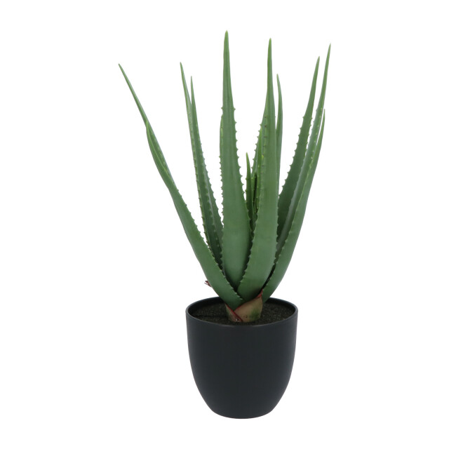 Kopu ® kunstplant aloe vera 55 cm in zwarte bloempot 17 bladeren 2612745 large
