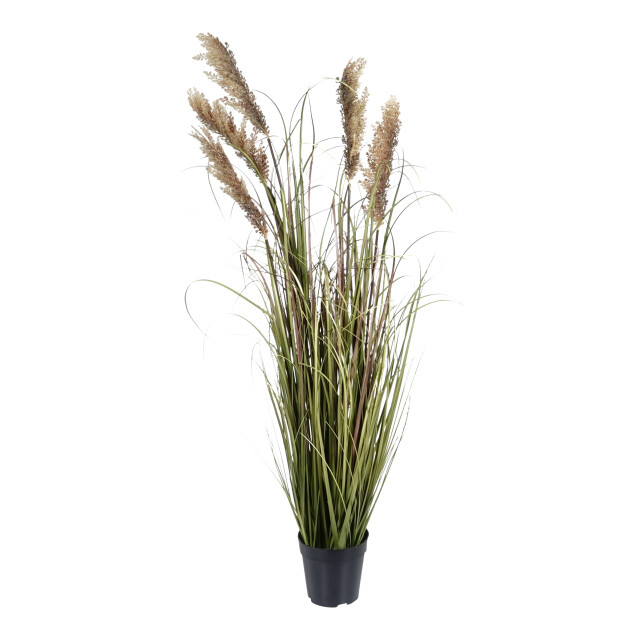 Kopu ® kunstplant pluimgierst 122 cm 5 halmen in zwarte pot 2612735 large