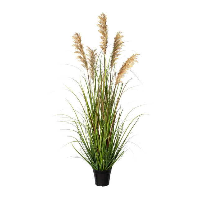 Kopu ® kunstplant pluimgierst 122 cm 5 halmen in zwarte pot 2612735 large