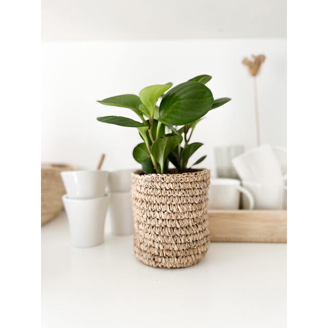 Little Lofts Mand falla small 2001806 large