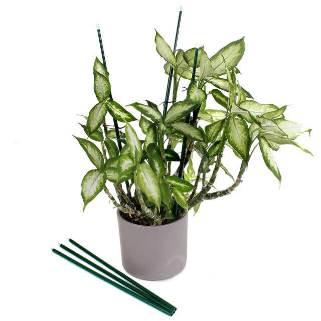 CaliCosy Uitbreidbare steunen set van 6 2928572 large