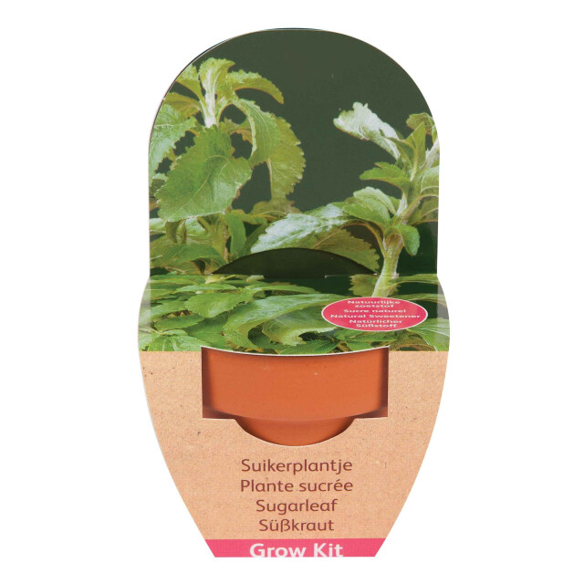 CaliCosy 2 zaailingkits van stevia met terracotta pot 2929010 large