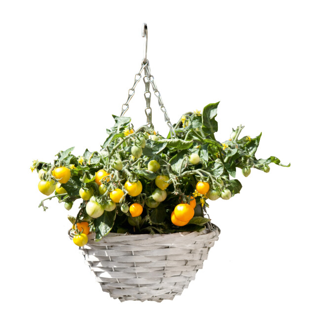 CaliCosy Hangende mand met inbegrepen tomatenplanten 2929002 large
