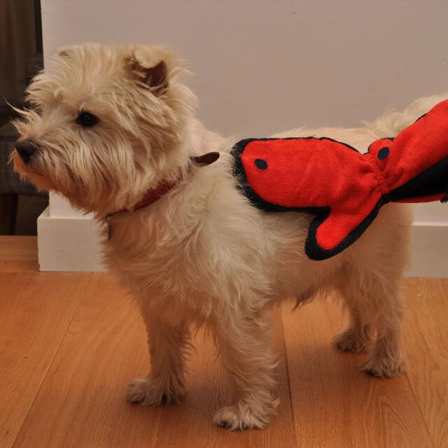 CaliCosy Wasdoek voor dieren 2931610 large