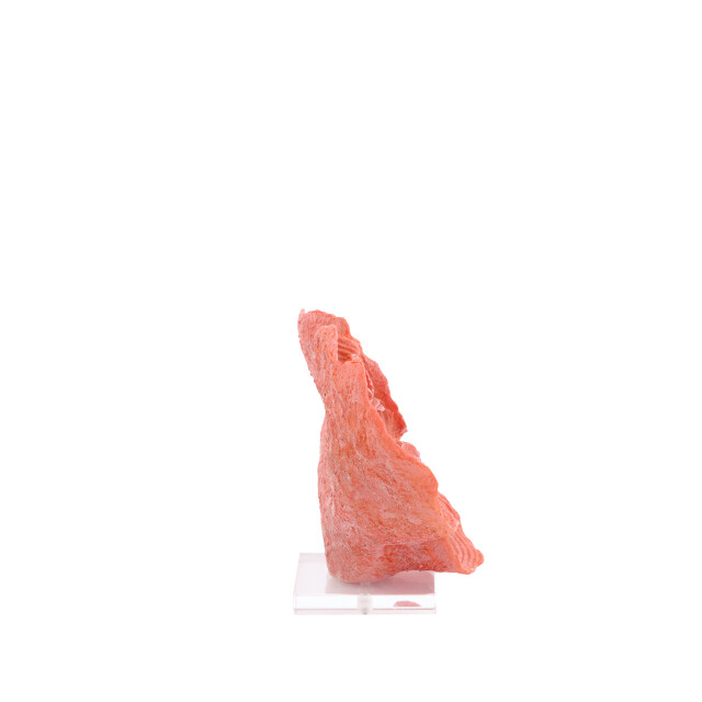 Light & Living ornament coral 33x14x23.5cm - 3184225 large