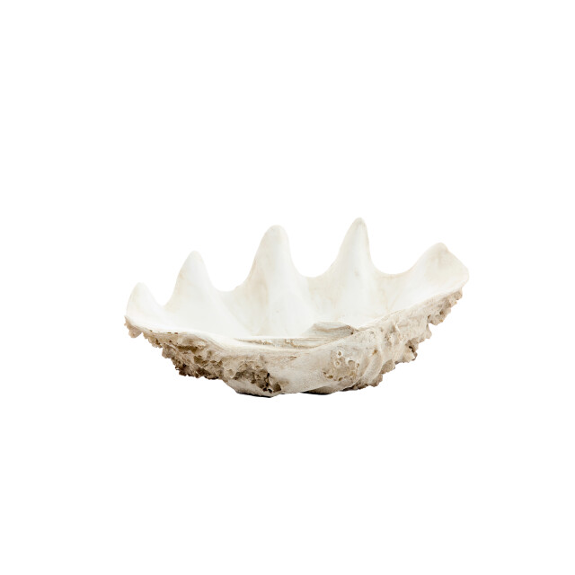 Light & Living ornament shell 52x28x18cm - 3184687 large