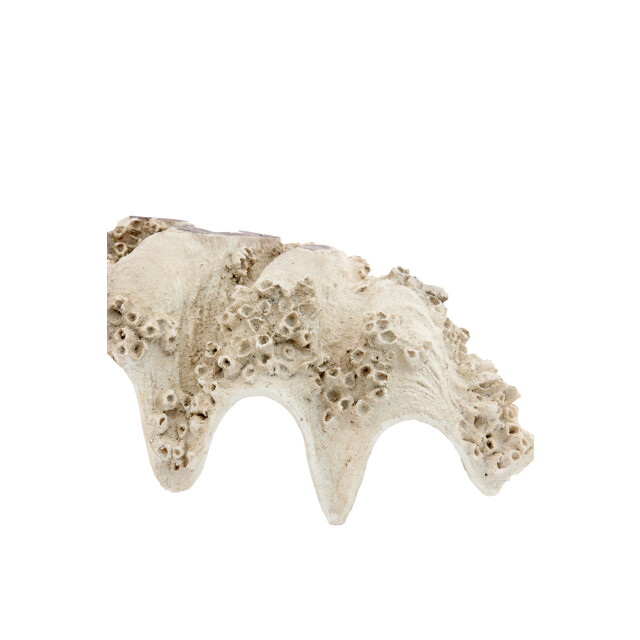 Light & Living ornament shell 52x28x18cm - 3184687 large