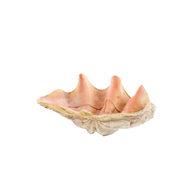 Light & Living ornament shell 41x25x17cm - 3184559 large