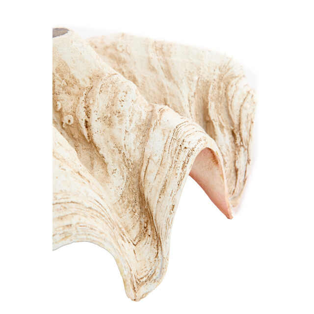 Light & Living ornament shell 41x25x17cm - 3184559 large