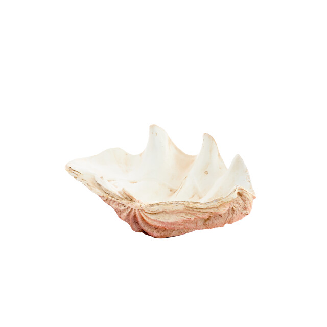 Light & Living ornament shell 41x25x17cm - 3184603 large