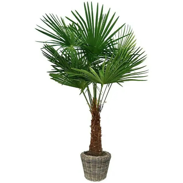 WDMT Rotan drypot ø 34 x 30 cm grijs 3192431 large