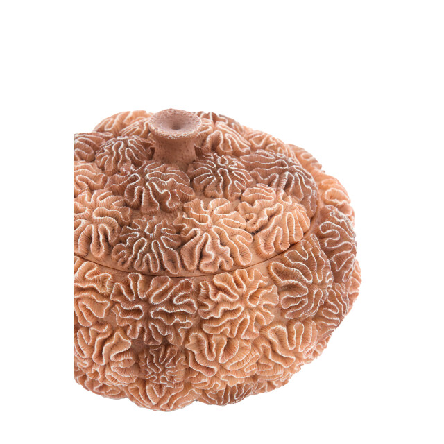 Light & Living deco box+deksel coral Ø17x16cm - 3184546 large