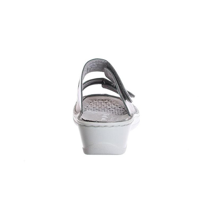 Stuppy 1538 1538 large
