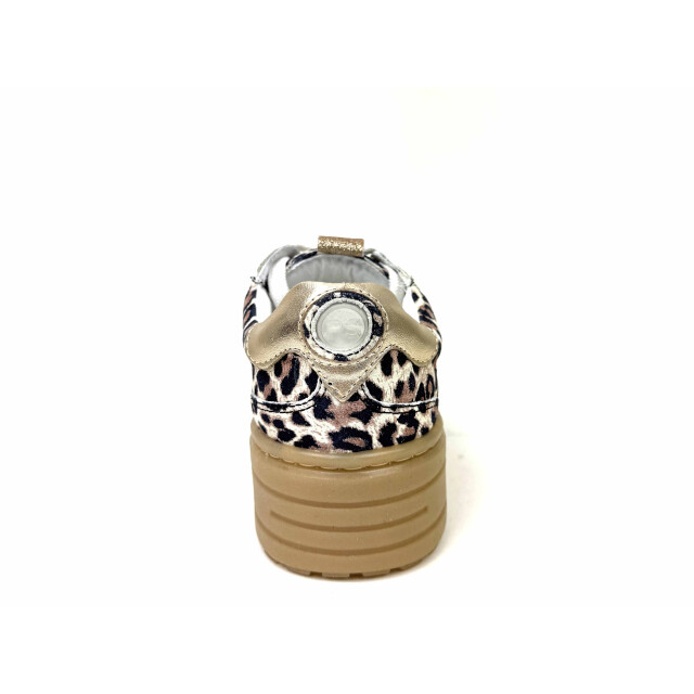 Poelman Lpanemone-49poe LPAnemone-49POE large