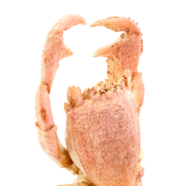 Light & Living ornament crab 23x12.5x42.5cm - 3184861 large