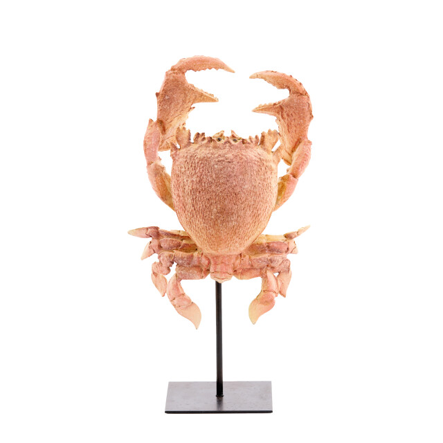 Light & Living ornament crab 23x12.5x42.5cm - 3184861 large