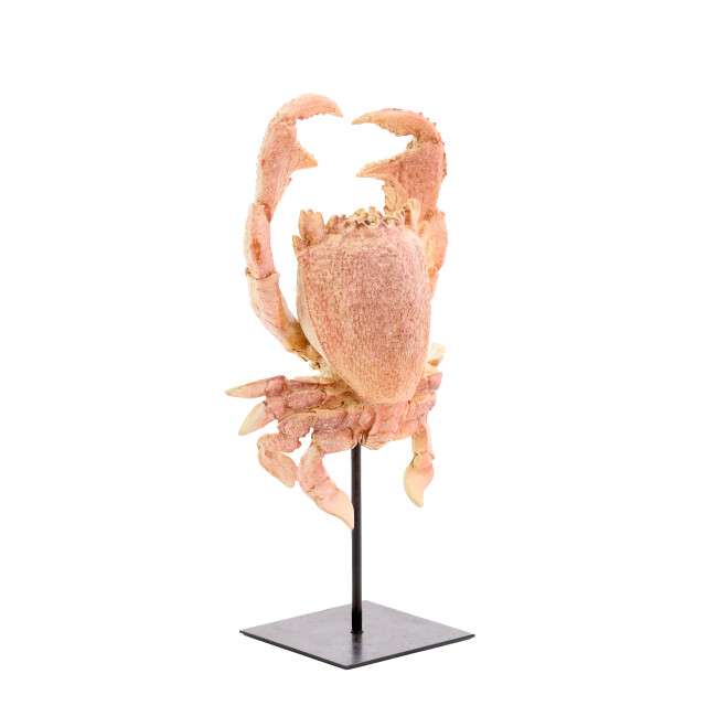 Light & Living ornament crab 23x12.5x42.5cm - 3184861 large