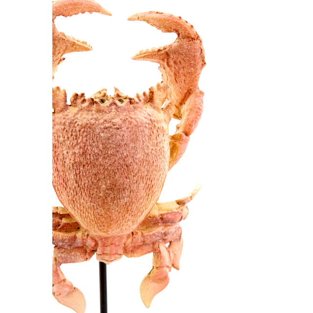 Light & Living ornament crab 23x12.5x42.5cm - 3184861 large