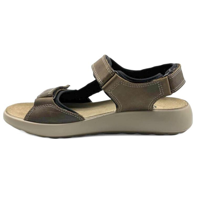 Ara 11-21506 piero 11-21506 Piero large
