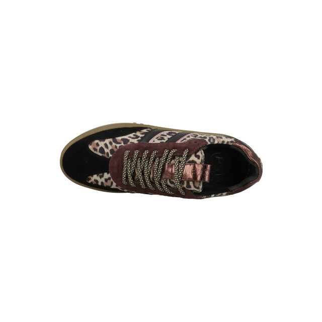 PS Poelman Anemone lpanemone-49poe1 / bruin LPANEMONE large