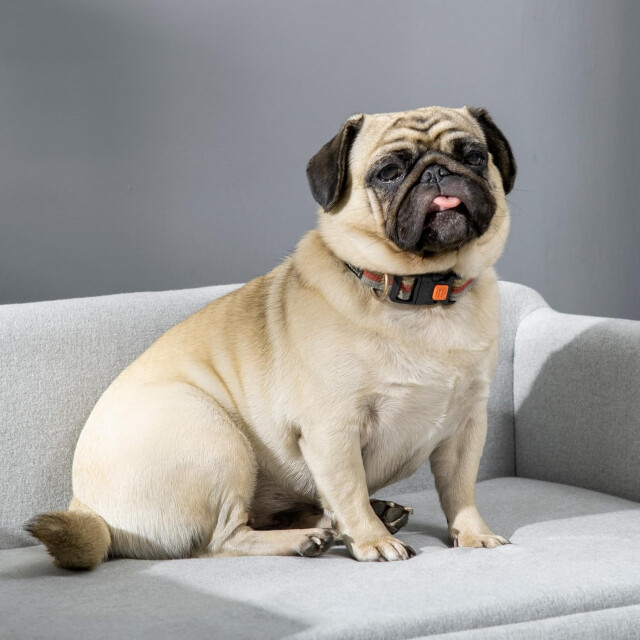 4goodz Katten- en hondenbank met houten poten 82x54x36 cm - 3364929 large 4goodz Katten- en hondenbank met houten poten 82x54x36 cm - 3364929 large