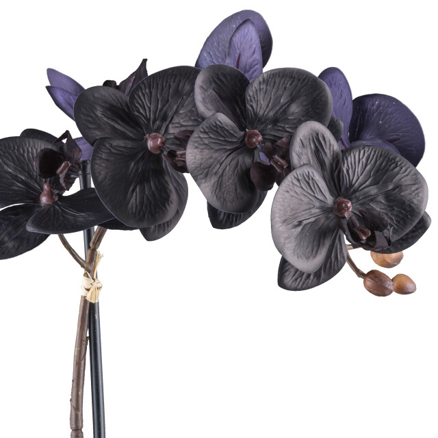Kopu ® phalaenopsis-orchidee – 48 cm 7 bloemen, 4 bladeren real touch zwart 3485224 large