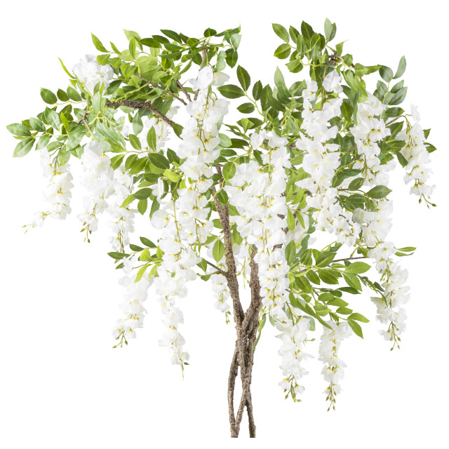 Kopu ® blauwe regen 170 cm hoog wit met gevlochten stam 3485234 large