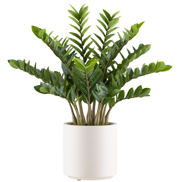 Kopu ® kunstplant zamioculcas zamiifolia 85 cm 3492142 large