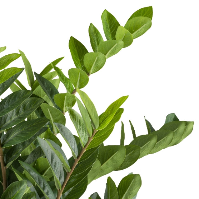 Kopu ® kunstplant zamioculcas zamiifolia 85 cm 3492142 large