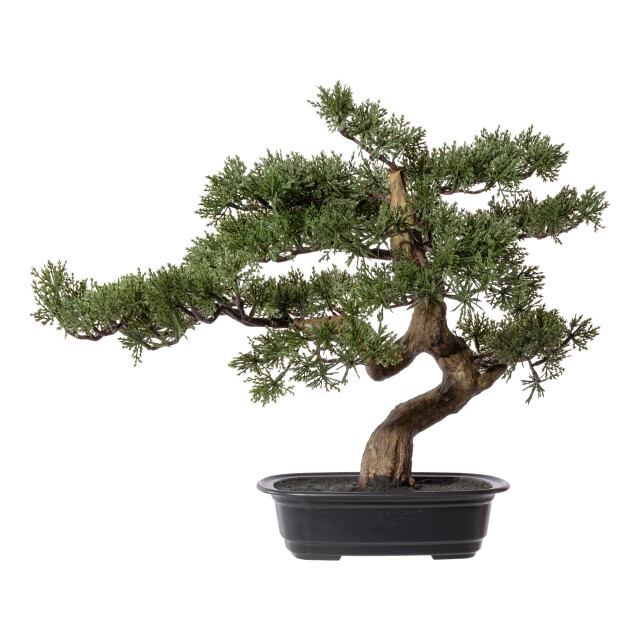 Kopu ® bonsai boompje ceder ca. 40x40 cm in een zwarte plastic pot 3494537 large