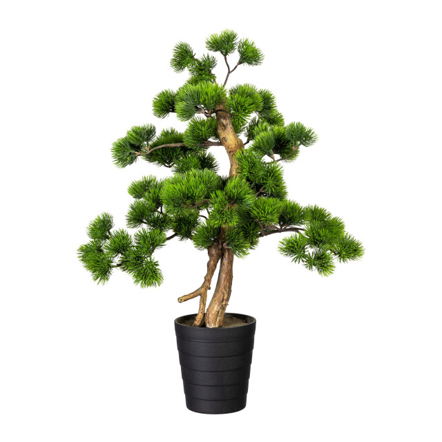 Kopu ® bonsai dennen boompje ca. 60x40 cm met zwarte sierpot 3494534 large
