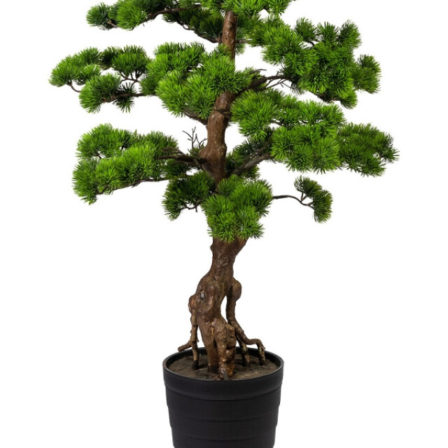 Kopu ® bonsai dennen boom ca. 140 cm in een zwarte plastic pot 3494536 large