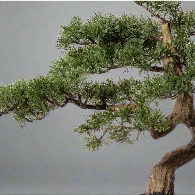 Kopu ® bonsai boompje ceder ca. 40x40 cm in een zwarte plastic pot 3494537 large