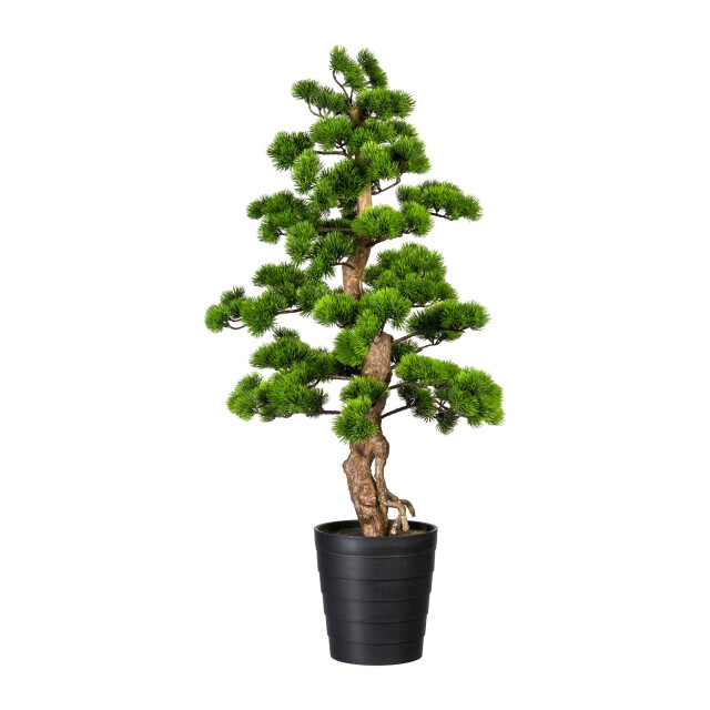 Kopu ® bonsai dennen boom ca. 110x50 cm in een zwarte plastic pot 3494535 large