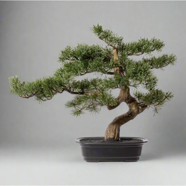 Kopu ® bonsai boompje ceder ca. 40x40 cm in een zwarte plastic pot 3494537 large