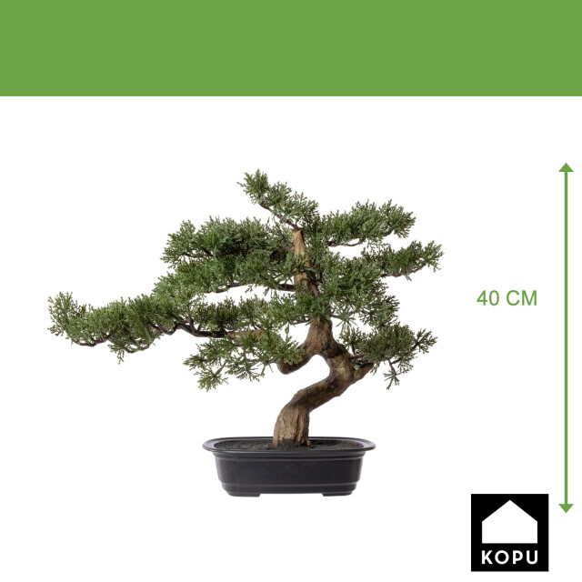 Kopu ® bonsai boompje ceder ca. 40x40 cm in een zwarte plastic pot 3494537 large