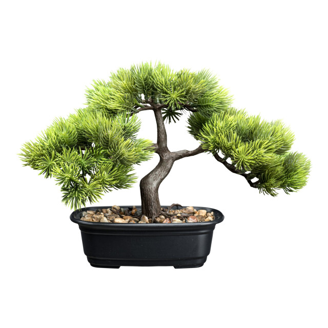 Kopu ® bonsai dennen boompje ca. 23x30 cm met zwarte sierpot 3495624 large