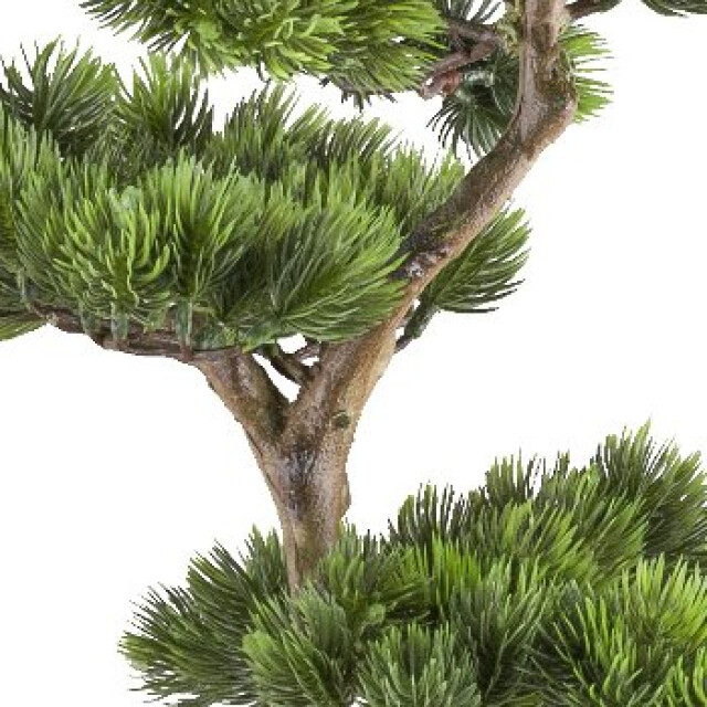 Kopu ® bonsai dennenboom ca. 70x45 cm in een zwarte plastic pot 3495625 large