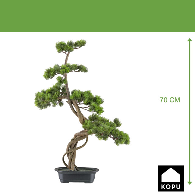 Kopu ® bonsai dennenboom ca. 70x45 cm in een zwarte plastic pot 3495625 large