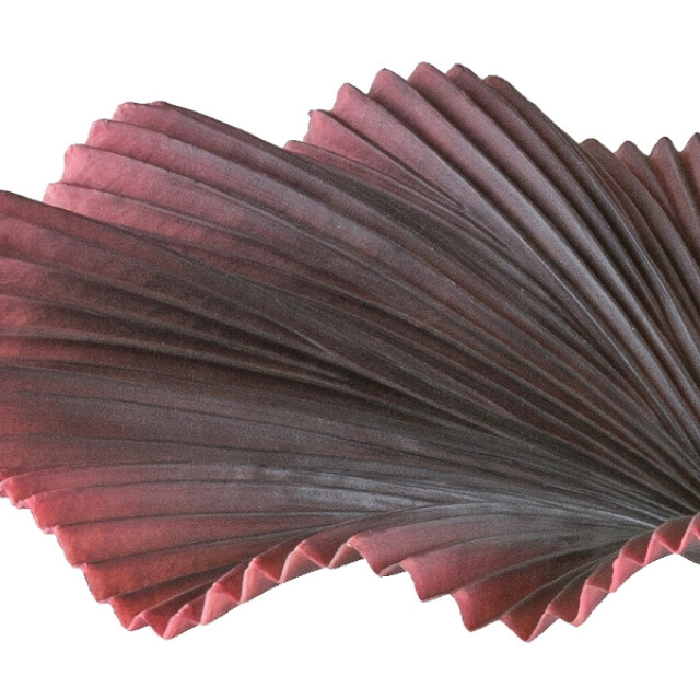 Kopu ® palmboom 100 cm donkerrood in een zwarte plastic pot kamerplant 3485237 large