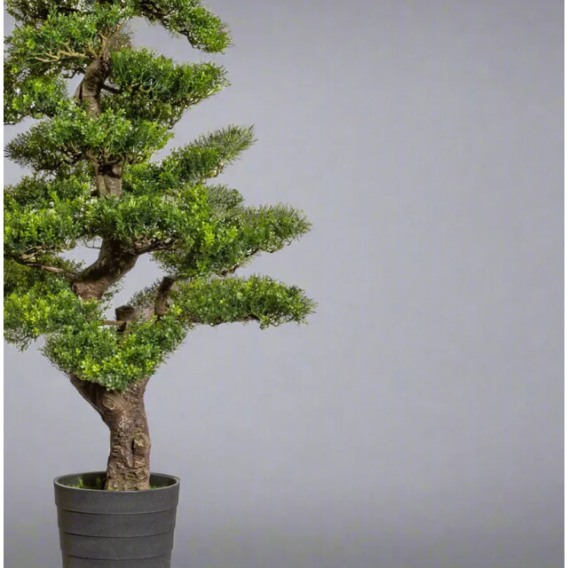 Kopu ® bonsai theeblad ca. 160 cm in een zwarte pot van 23x21x21 cm 3496786 large