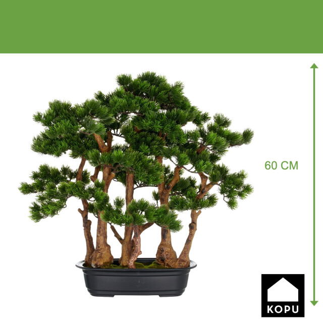 Kopu ® bonsai dennen boompje ca. 60x60 cm- in een zwarte plastic pot 3496782 large