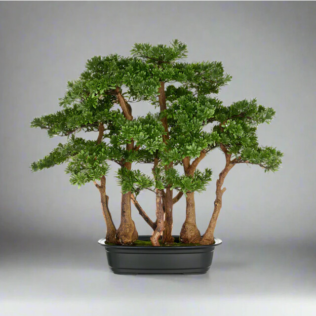 Kopu ® 7 stammen theeblad bonsai 60x60 cm in een zwarte plastic pot 3496783 large