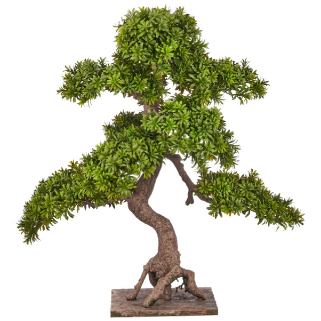 Kopu ® 7 stammen podocarpus macrophyllus bonsai 80 cm houten voet 3496785 large