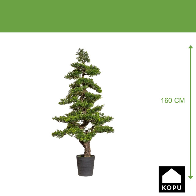 Kopu ® bonsai theeblad ca. 160 cm in een zwarte pot van 23x21x21 cm 3496786 large