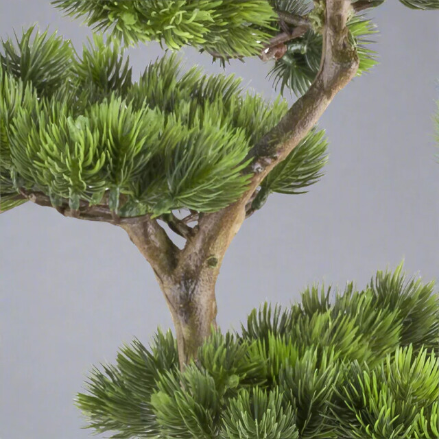 Kopu ® bonsai dennenboom ca. 70x45 cm in een zwarte plastic pot 3495625 large