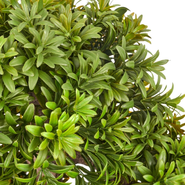 Kopu ® 7 stammen podocarpus macrophyllus bonsai 80 cm houten voet 3496785 large