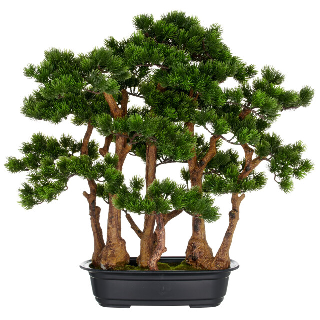 Kopu ® bonsai dennen boompje ca. 60x60 cm- in een zwarte plastic pot 3496782 large